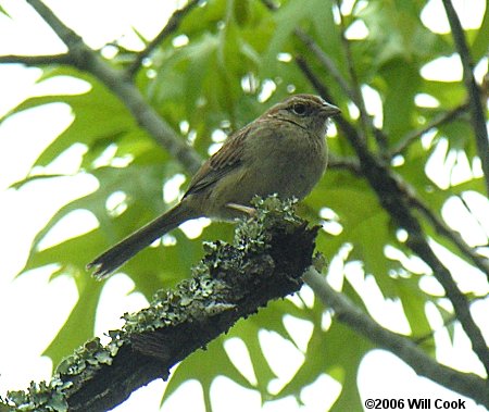 Bachman's Sparrow (Peucaea aestivalis)