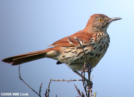 Brown Thrasher (Toxostoma rufum)