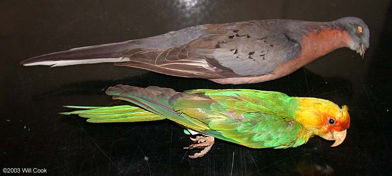 audubon carolina parakeet