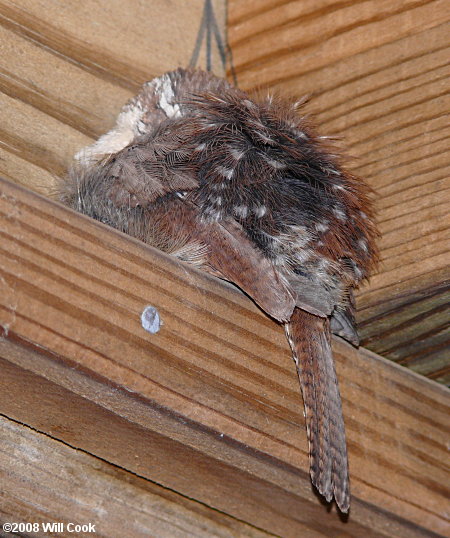 Carolina Wrens (Thryothorus ludovicianus)