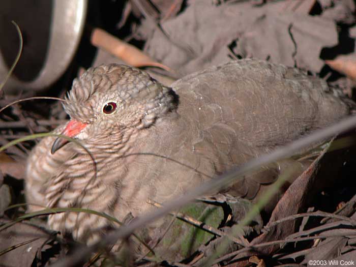 Common Ground-Dove (Columbina passerina)