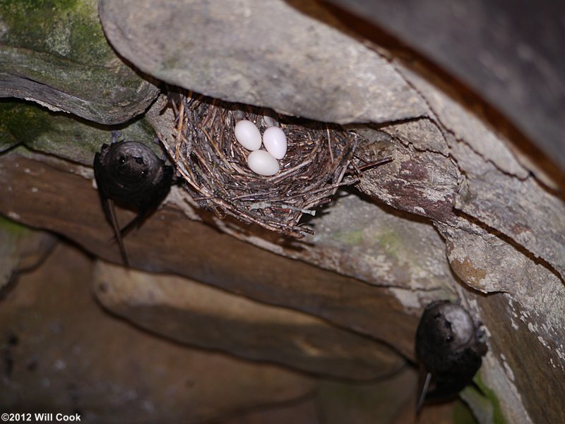 Chimney Swift (Chaetura pelagica) nest with eggs