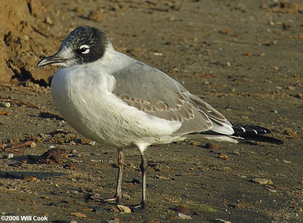 Franklin's Gull (Leucophaeus/Larus pipixcan)