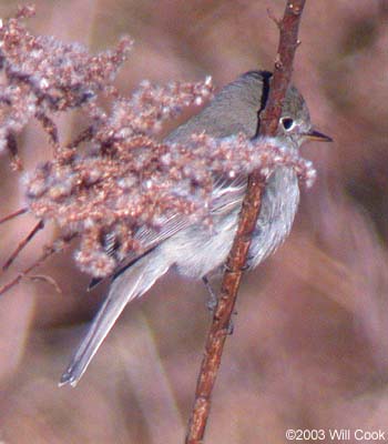 Gray Flycatcher (Empidonax wrightii)