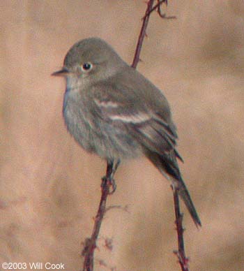 Gray Flycatcher (Empidonax wrightii)