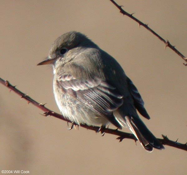 Gray Flycatcher (Empidonax wrightii)