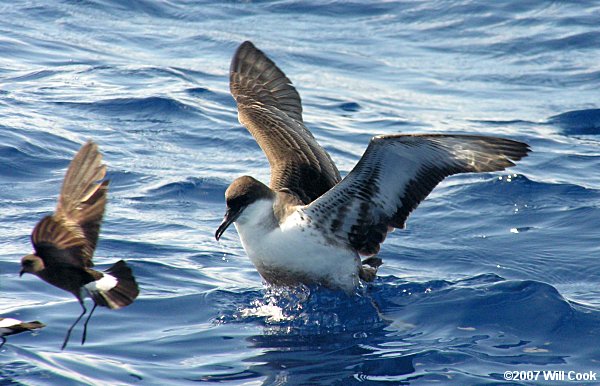 Wilson's Storm-Petrel (Oceanites oceanicus)