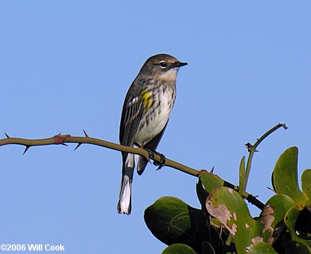 Yellow-rumped (Myrtle) Warbler (Setophaga [coronata] coronata)