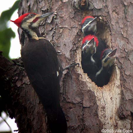 Pictures Of Pileated Woodpecker - Free Pileated Woodpecker pictures 