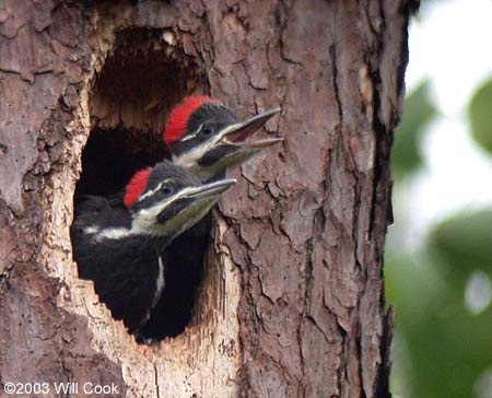 Pictures Of Pileated Woodpecker - Free Pileated Woodpecker pictures 