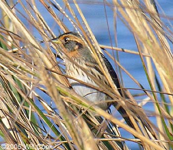 Saltmarsh Sparrow (Ammodramus caudacutus)