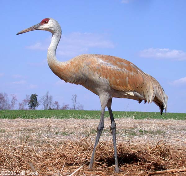 Sandhill Crane