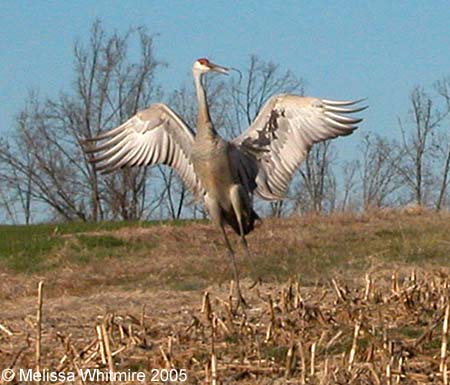 Pictures Of Sandhill Crane - Free Sandhill Crane pictures 