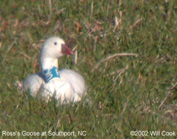 Chen caerulescens Snow Goose, Chen rossii Ross's Goose