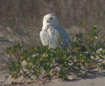 Snowy Owl (Bubo/Nyctea scandiacus)