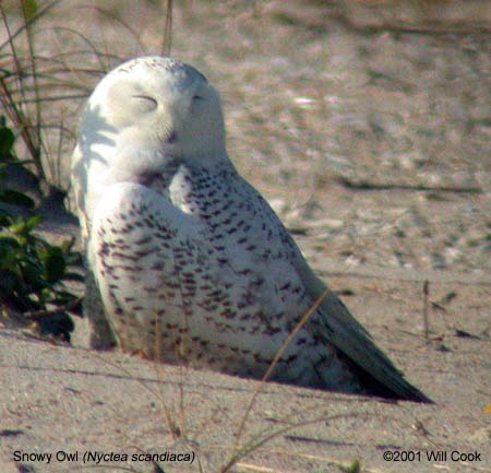 Snowy Owl (Bubo/Nyctea scandiacus)