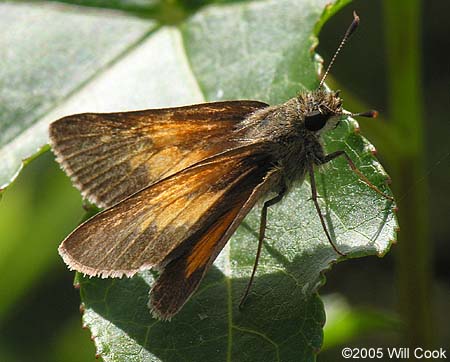 Aaron's Skipper (Poanes aaroni)