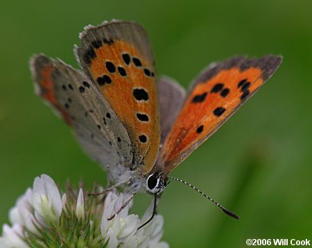 American Copper (Lycaena phlaeas)