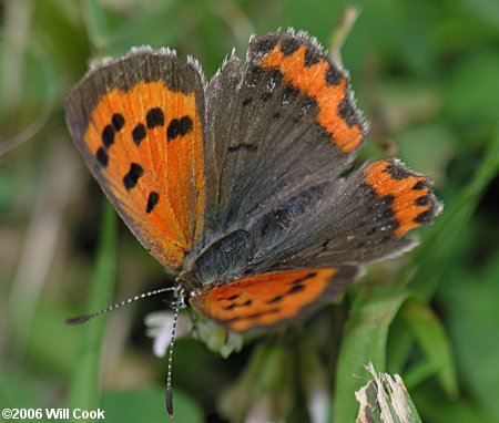 American Copper (Lycaena phlaeas)