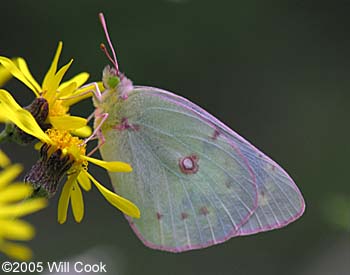 albino sulphur (Colias sp.)