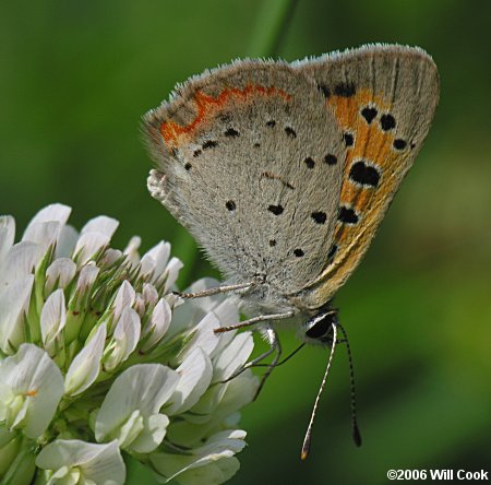 American Copper (Lycaena phlaeas)