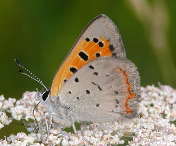 American Copper (Lycaena phlaeas)