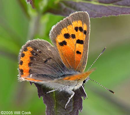 American Copper (Lycaena phlaeas)