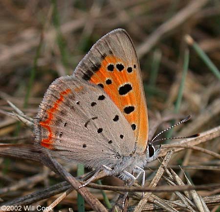 American Copper (Lycaena phlaeas)