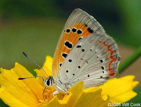 American Copper (Lycaena phlaeas)