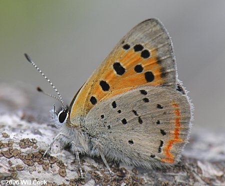 American Copper (Lycaena phlaeas)