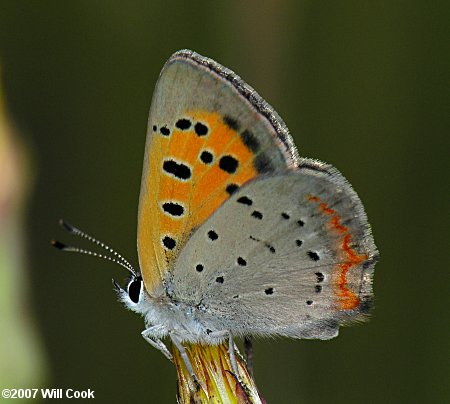 American Copper (Lycaena phlaeas)