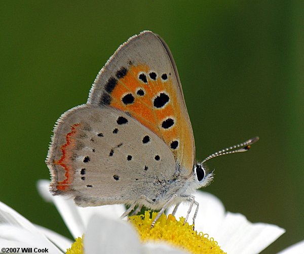 American Copper (Lycaena phlaeas)