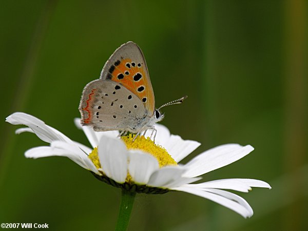 American Copper (Lycaena phlaeas)