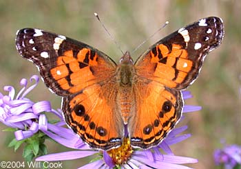 American Lady (Vanessa virginiensis)