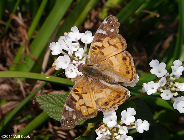 American Lady (Vanessa virginiensis)