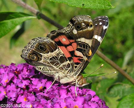 American Lady (Vanessa virginiensis)