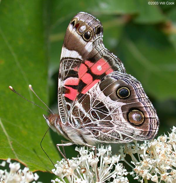 American Lady (Vanessa virginiensis)