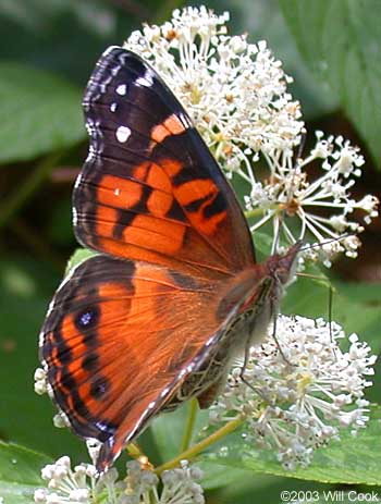 American Lady (Vanessa virginiensis)