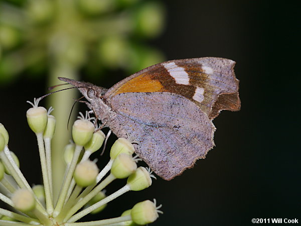 American Snout (Libytheana carinenta)