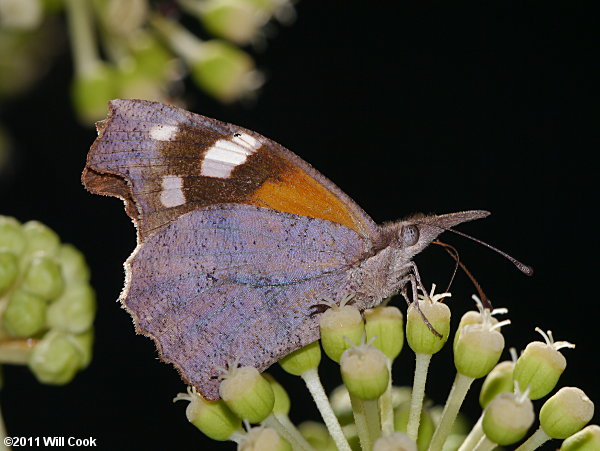 American Snout (Libytheana carinenta)