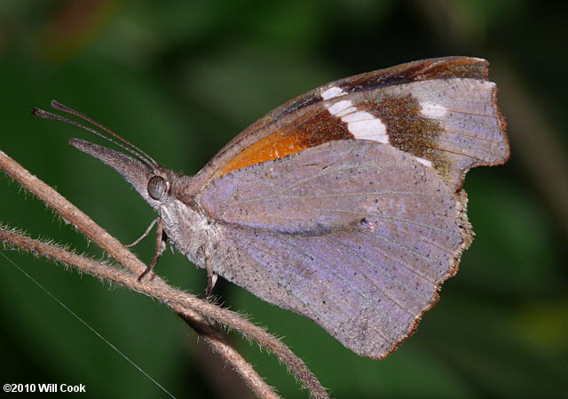 American Snout (Libytheana carinenta)