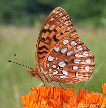 Aphrodite Fritillary (Speyeria aphrodite)