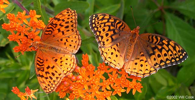 Aphrodite Fritillary (Speyeria aphrodite)