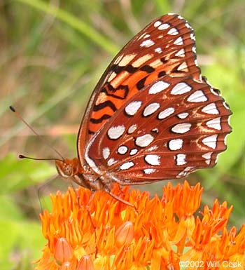 Aphrodite Fritillary (Speyeria aphrodite)