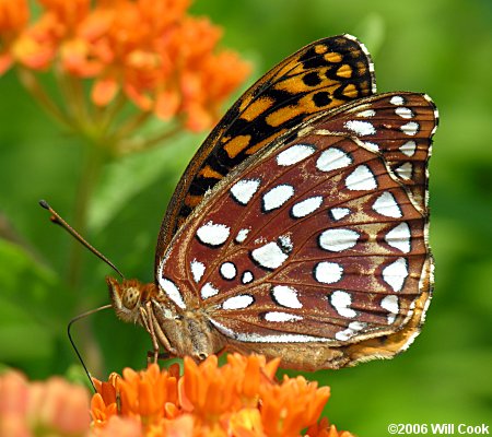 Aphrodite Fritillary (Speyeria aphrodite)