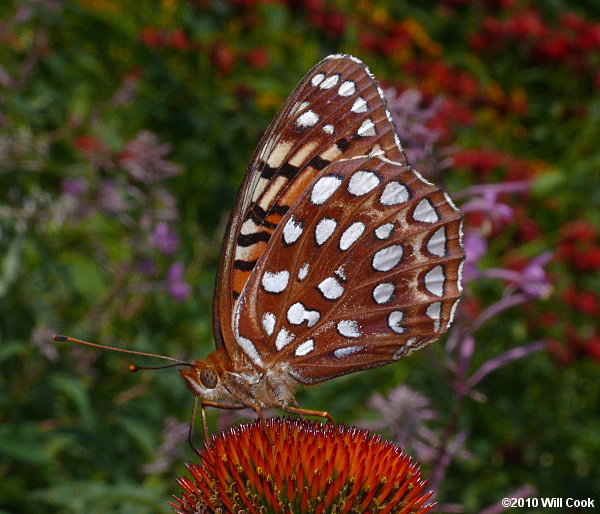 Aphrodite Fritillary (Speyeria aphrodite)