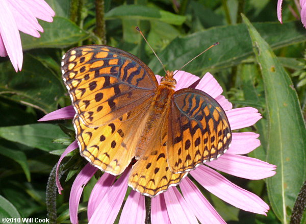 Aphrodite Fritillary (Speyeria aphrodite)