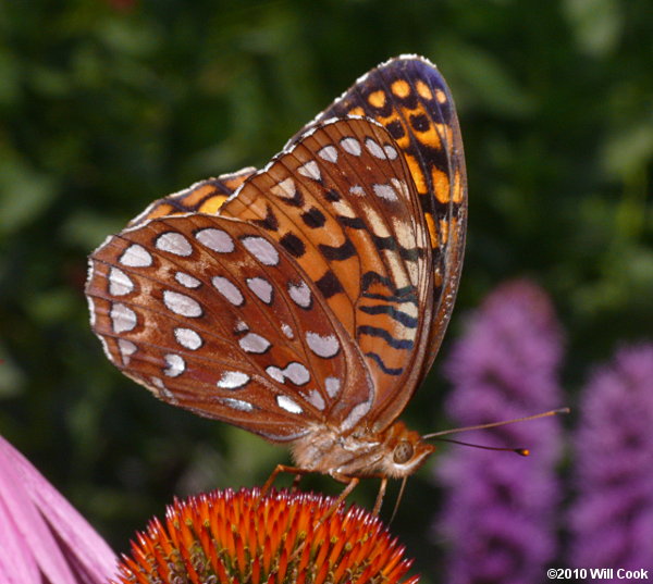 Aphrodite Fritillary (Speyeria aphrodite)