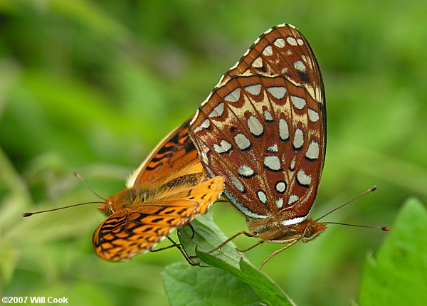 Aphrodite Fritillary (Speyeria aphrodite) mating