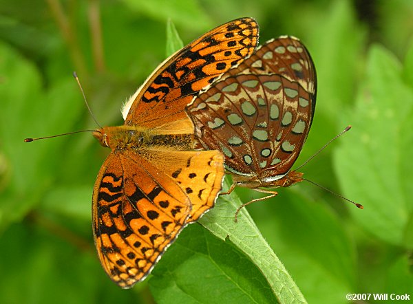 Aphrodite Fritillary (Speyeria aphrodite) mating